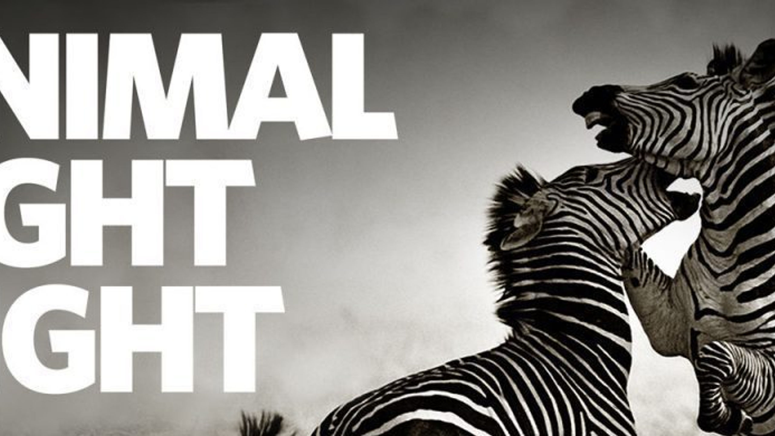 Animal Fight Night - Nat Geo
